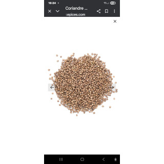 Grain de Coriandre.
